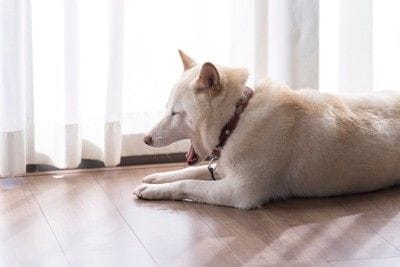 窓辺であくびする犬