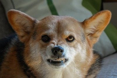 怒って唸る犬