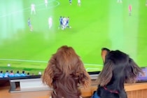 テレビでサッカーワールドカップを観戦する2匹の犬→ユニフォームを着て『日本を応援する光景』が12万再生「最強ツートップ」「可愛い応援団」