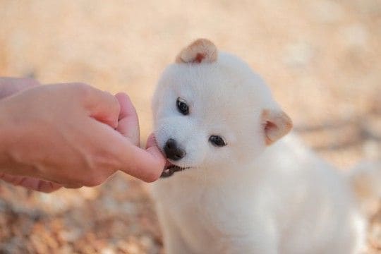 犬の『噛み癖』を直す方法3つ　人に噛みつくワケやしつけで押さえておきたいポイントまで