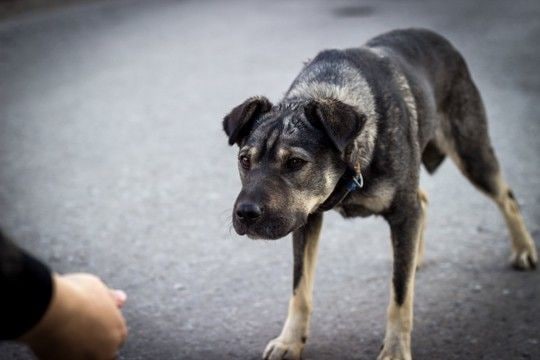 犬にも『人の好き嫌い』があるって本当？何で判断しているの？好かれるために意識すべきことまで