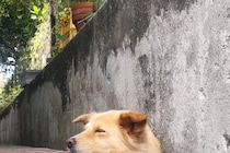 『地面から生えているのは…犬？』側溝でくつろぐワンコ→思わず二度見してしまう『まさかの光景』に反響「夜見たら腰抜かすｗ」「どういう状態」