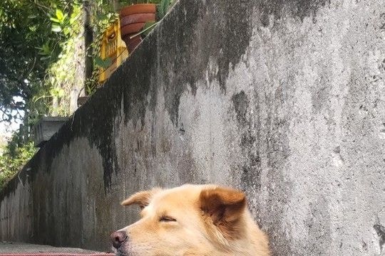 『地面から生えているのは…犬？』側溝でくつろぐワンコ→思わず二度見してしまう『まさかの光景』に反響「夜見たら腰抜かすｗ」「どういう状態」