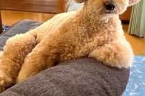 『お散歩行く？』と犬を誘ってみた結果→気が乗らないようで…人間のような『まさかの反応』が10万再生「とぼけ方が可愛い」「面白すぎｗ」