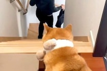 妻に頼まれ『お見送り後の犬の様子』を撮影した結果→『寂しがっている』と思ったら…辛辣な光景が33万再生「極めて冷淡ｗ」「見事な処世術」