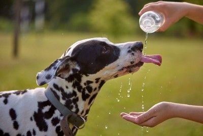 水を飲んでいる犬