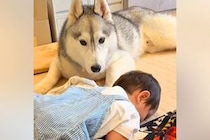 『赤ちゃんの子守り』をハスキー犬に頼んでみた結果→動き回ると、心配をして…尊すぎる光景が22万再生「本当に優しい」「はあ、たまらん」