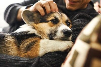 男性に抱っこされているコーギー