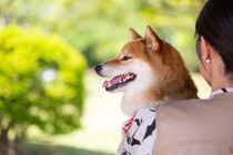 犬は飼い主に『抱っこ』されているとき何を考えているの？嫌がっているかどうかを判断する方法まで