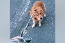 『お散歩をしたくない』と言い張る大型犬→諦めて歩くかと思ったら…想定外な『まさかの行動』に反響「最高に可愛い」「主張してるのわかるｗ」