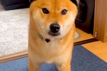 試しに『犬の帽子』を買ってみた結果→被せてみると、サイズを間違えていて…思っていたのと違う光景が13万再生「絶妙な小ささｗｗ」「笑った」