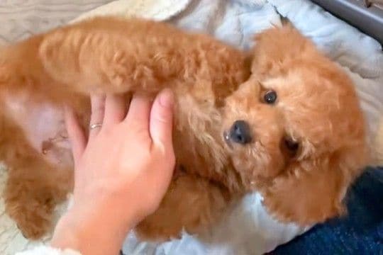 『普通のトイプードルを飼った』と思っていたら→3年後…想像と違いすぎる『まさかの成長』に反響「変わりすぎて草」「信じられんww可愛い」