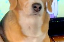 『よりによって、なぜそこに…』男の子がテレビを見ていたら、犬が邪魔をして…微笑ましいアピールと『ドヤ顔』に反響「あるある」「かわいすぎ」