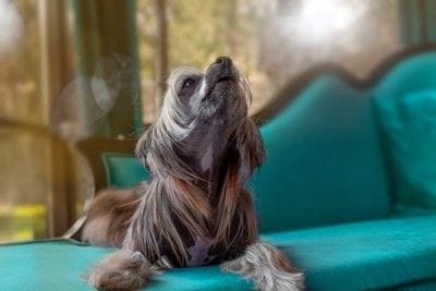 吠える犬