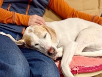 犬が『くっついてほしい』ときにみせる仕草や行動５選　愛犬が甘えているサインとは？