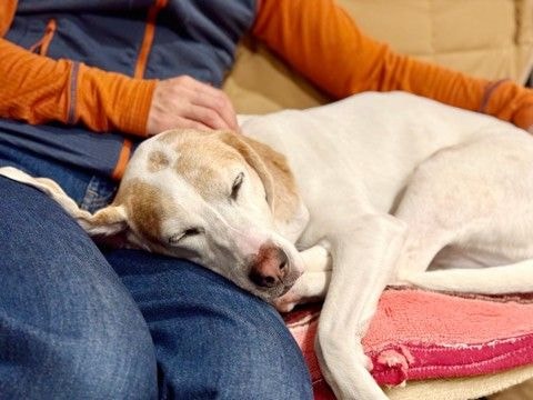 犬が『くっついてほしい』ときにみせる仕草や行動５選　愛犬が甘えているサインとは？
