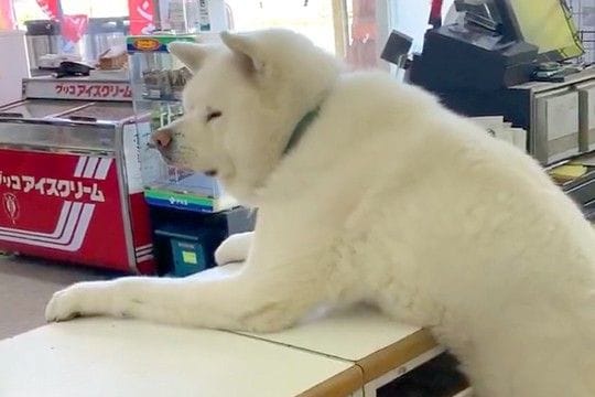 酒屋の店員さんとして働く『2頭の秋田犬』→お客さんが来店すると…何度でも通いたくなる光景に7万いいね「優秀な店員」「お出迎えされたい」