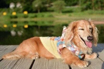 日光浴、服を着たダックス