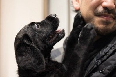 愛犬とじゃれる男性