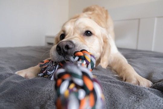 犬が突然『興奮してしまう』理由5つ　主な要因や止めさせたいときの対応まで
