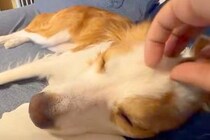 犬を撫でている手を離した瞬間→思った以上にブチギレて…まさかの『殴られてしまう光景』に6万いいね「想像以上に殴ってて草」「いいパンチｗ」