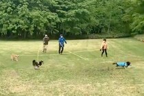 縦横無尽に駆け回る3匹の犬→『リードが絡まってしまう』と思いきや…飼い主たちによる『見事すぎる連携』に称賛「競技かとｗ」「チームプレー」