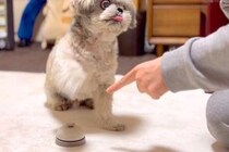 『ベル鳴らしの練習』をする犬→数週間後、上達し過ぎてしまい…まさかの『クレーマー化』に爆笑「声出して笑った」「完全にマスターしてるｗ」