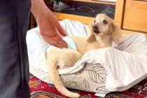 おばあちゃんと3年ぶりに再会した19歳の老犬→『覚えているかな』と思ったら…思わず感動する光景に反響「泣けてくる」「ずっと大好きだよね」