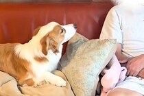 『臭いから無理』と犬に大反対していた夫→実際に飼ってみたら、毎日のように…嘘のような『まさかの光景』に反響「メロメロで草」「攻略成功」