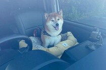 わざわざ車に乗って『大きな公園』に来た柴犬→ウキウキ笑顔だったのに…想定外の『過ごし方』に2万いいね「いい顔で草」「醍醐味なのかもｗ」