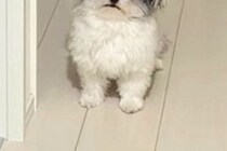 帰宅後、寝ていた犬が『お出迎え』をしてくれて…顔を見てみると→『ヨボヨボな表情』が愛おしいと18万いいね「起きてくれて尊い」「可愛いｗ」