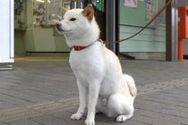 駅の前でお姉ちゃんの帰りを待つ犬→『まるで忠犬ハチ公のようだな』と見ていたら…まさかの展開が49万再生「可愛すぎ」「こんなん急いで帰る」