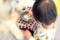 赤ちゃん『大型犬のお世話をしたい』→自分でごはんを用意して、1粒ずつ手に持って…優しさに溢れた『素敵すぎる光景』に反響「かわいい」