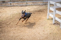 犬が散歩中に『走り出す』ときの理由5つ　急にダッシュする心理や考えられるトラブルまで