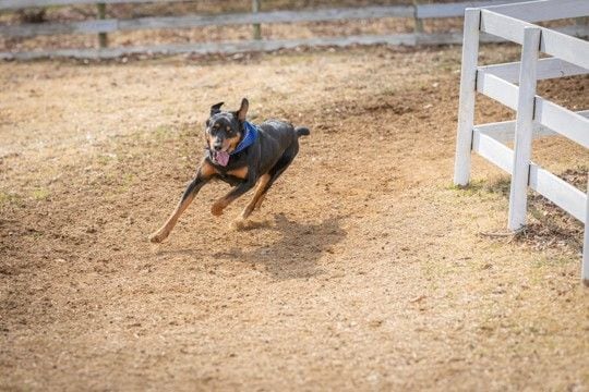 犬が散歩中に『走り出す』ときの理由5つ　急にダッシュする心理や考えられるトラブルまで