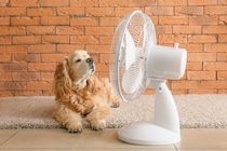 犬が『暑い』と思っているときにみせるサイン５選　熱中症かどうかを見分ける方法まで