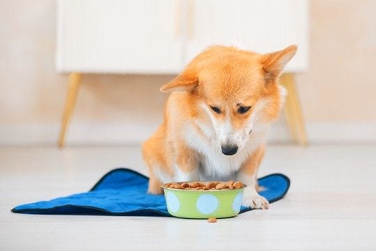 犬が急に『食欲がなくなる』3つの原因　病気の可能性や受診のタイミングまで解説