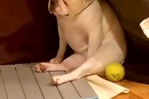テーブルに乗って叱られた犬→明らかに『しょんぼり』してしまい…人間の子どものような『反省の表情』が472万再生「俺で草」「もう人間ｗｗ」