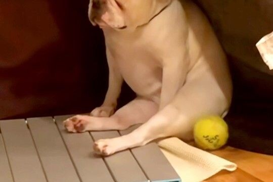 テーブルに乗って叱られた犬→明らかに『しょんぼり』してしまい…人間の子どものような『反省の表情』が472万再生「俺で草」「もう人間ｗｗ」