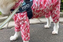 秋田犬とお出かけ中、突然『強風』が吹いた結果→ふと『顔』を見てみると…衝撃的な光景に2万いいね集まる「新種の犬ｗ」「フェイスブラシで草」