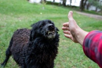 歯を見せる犬、伸ばした手