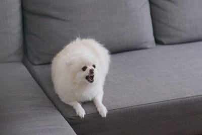 威嚇する白い犬