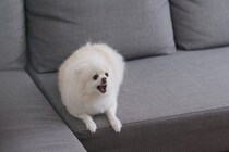 犬が突然『攻撃的』になるのはなぜ？4つの理由や飼い主がしてはいけないNG対応まで