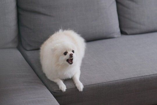 犬が突然『攻撃的』になるのはなぜ？4つの理由や飼い主がしてはいけないNG対応まで