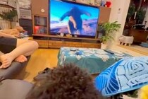 テレビで『動物が突進する映像』が流れた結果→真剣に見ていた犬が…まるで子供のような『リアクション』が87万再生「ドキドキｗ」「可愛すぎ」