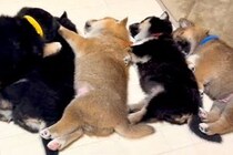 眠っている6匹の赤ちゃん犬→なぜか1匹が『真ん中で寝たい』と無理やり…とんでもなく尊い光景が40万再生「たまらない」「ずっと見てられる」