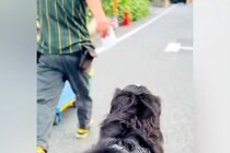 『クロネコヤマト配達員』が台車を押していたら、後ろから『超大型犬』が来て…微笑ましい光景が33万再生「ルンルン可愛い」「疲れ吹っ飛ぶ」