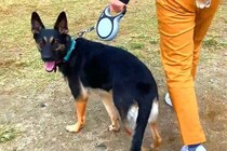 警察犬訓練所を卒業した犬が『飼い主を見失った』結果→『すぐに見つけられるかな』と思ったら…まさかの光景が29万再生「可愛い」「逆に見事」