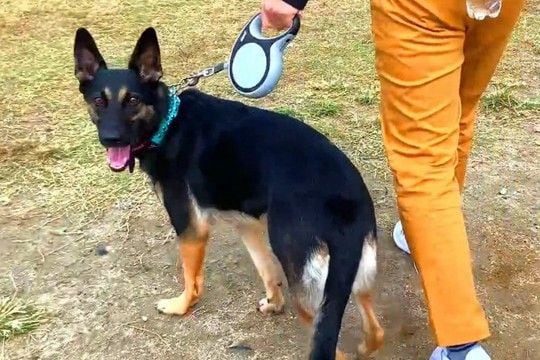 警察犬訓練所を卒業した犬が『飼い主を見失った』結果→『すぐに見つけられるかな』と思ったら…まさかの光景が29万再生「可愛い」「逆に見事」