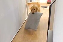 『どこ行ってたの！』お兄ちゃんと1ヶ月半ぶりに再会した大型犬→なぜかクッションを持って…愛おしい光景が40万再生「寂しかったね」「最高」